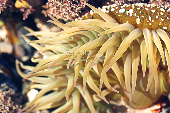 Anemone 15