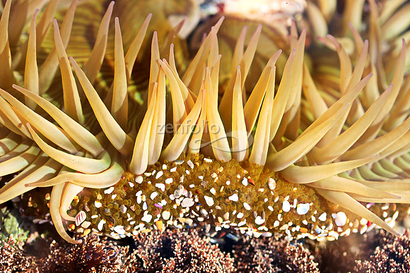 Anemone 17
