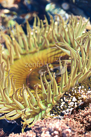 Anemone 18