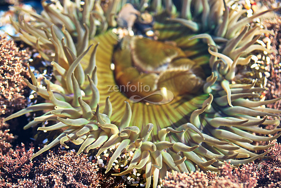 Anemone 19