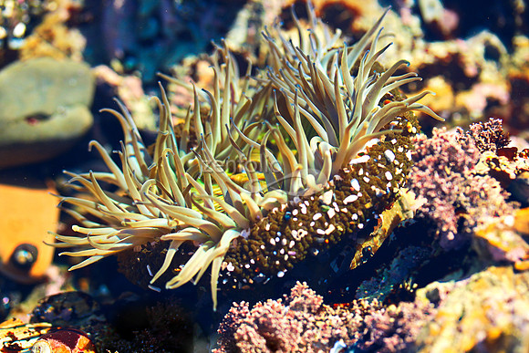 Anemone 20