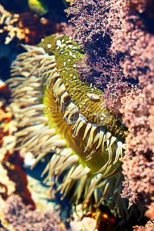 Anemone 21