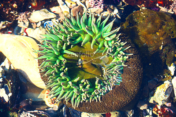 Anemone 22