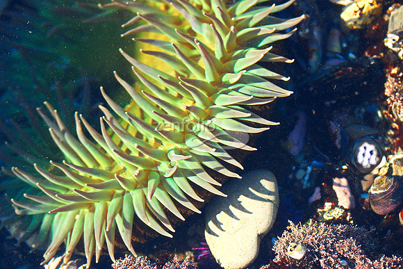 Anemone 23