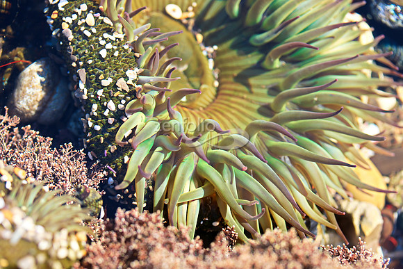 Anemone 24