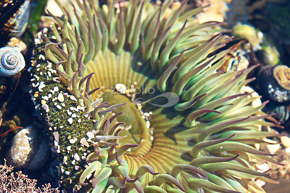 Anemone 25