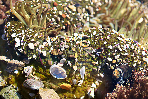 Anemone 26