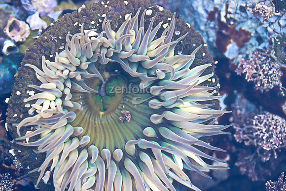 Anemone 27
