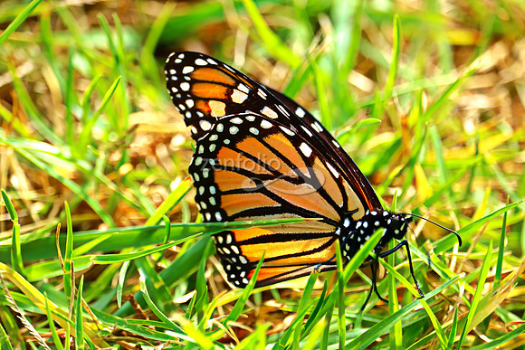 Butterfly 12