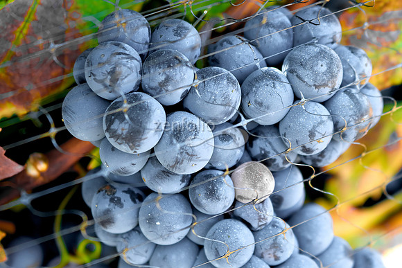 Teroldego at Wolff Vineyards XVIII