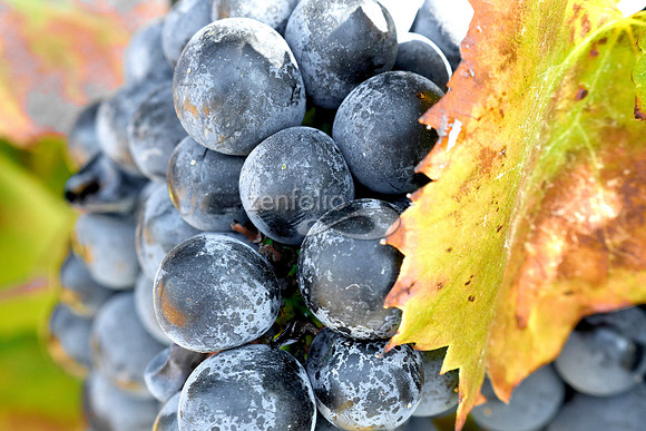 Teroldego at Wolff Vineyards XVI