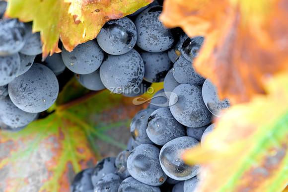 Teroldego at Wolff Vineyards XII