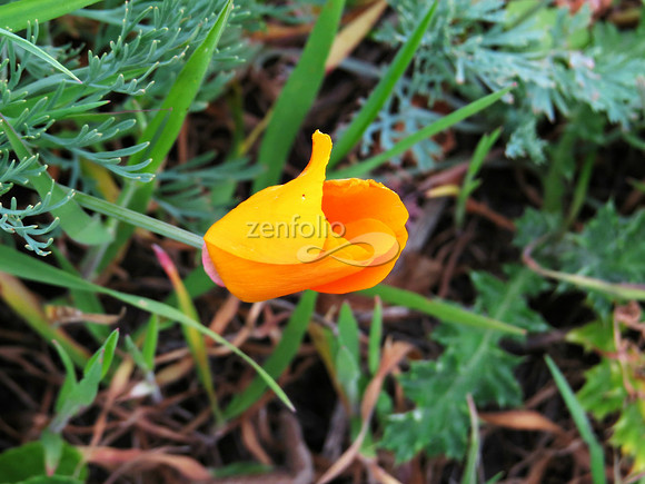Winter Poppy VIII