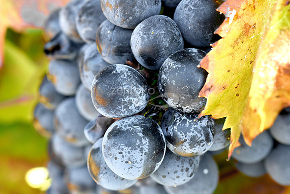 Teroldego at Wolff Vineyards XV