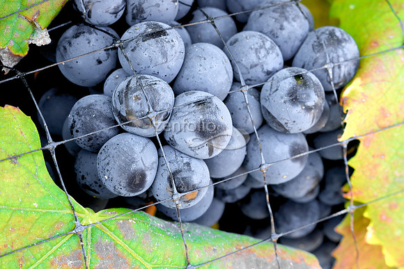 Teroldego at Wolff Vineyards XIII