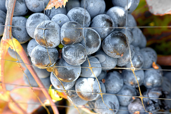 Teroldego at Wolff Vineyards X