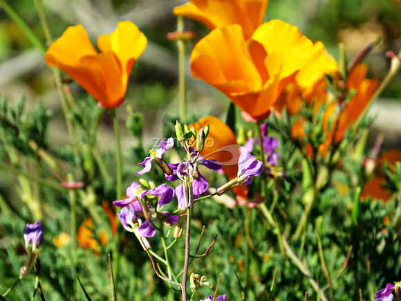 Poppies and Purple