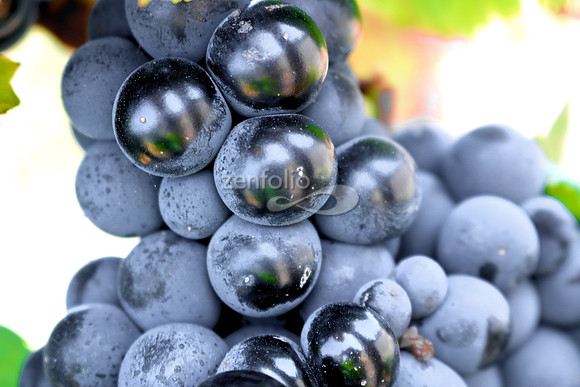 Teroldego at Wolff Vineyards VII