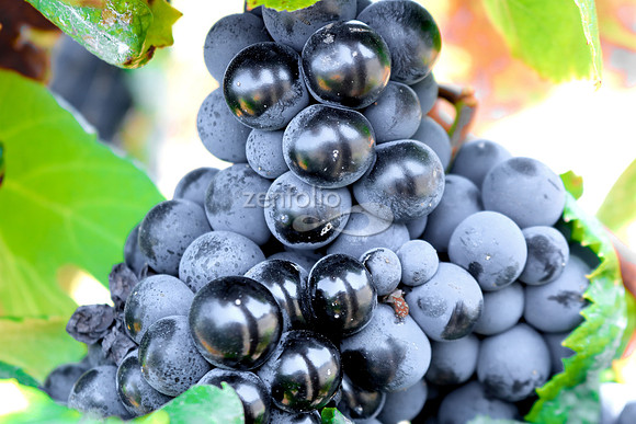 Teroldego at Wolff Vineyards I