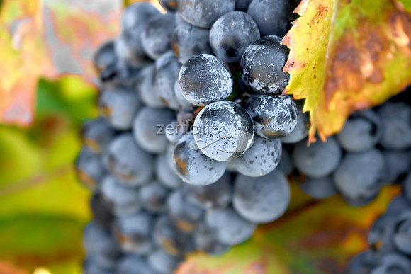 Teroldego at Wolff Vineyards IX