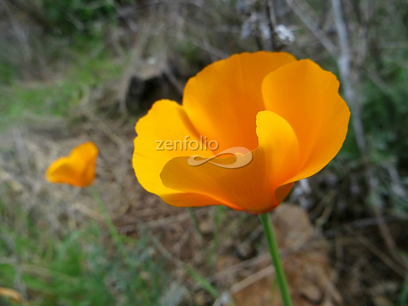 Islay Hill Poppy, March 2014