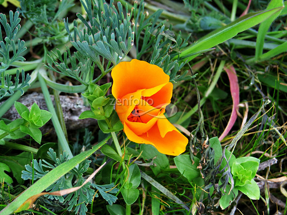 Winter Poppy
