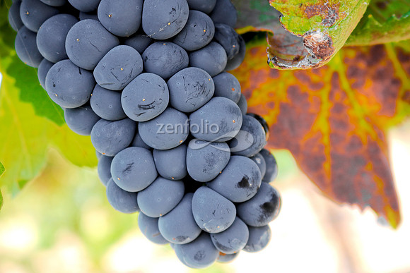 Teroldego at Wolff Vineyards VI