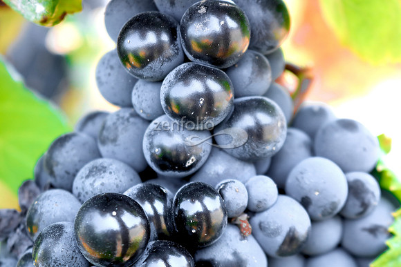 Teroldego at Wolff Vineyards II