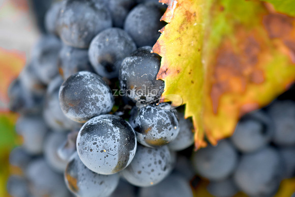 Teroldego at Wolff Vineyards III