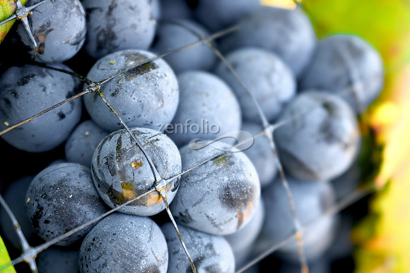 Teroldego at Wolff Vineyards XVII